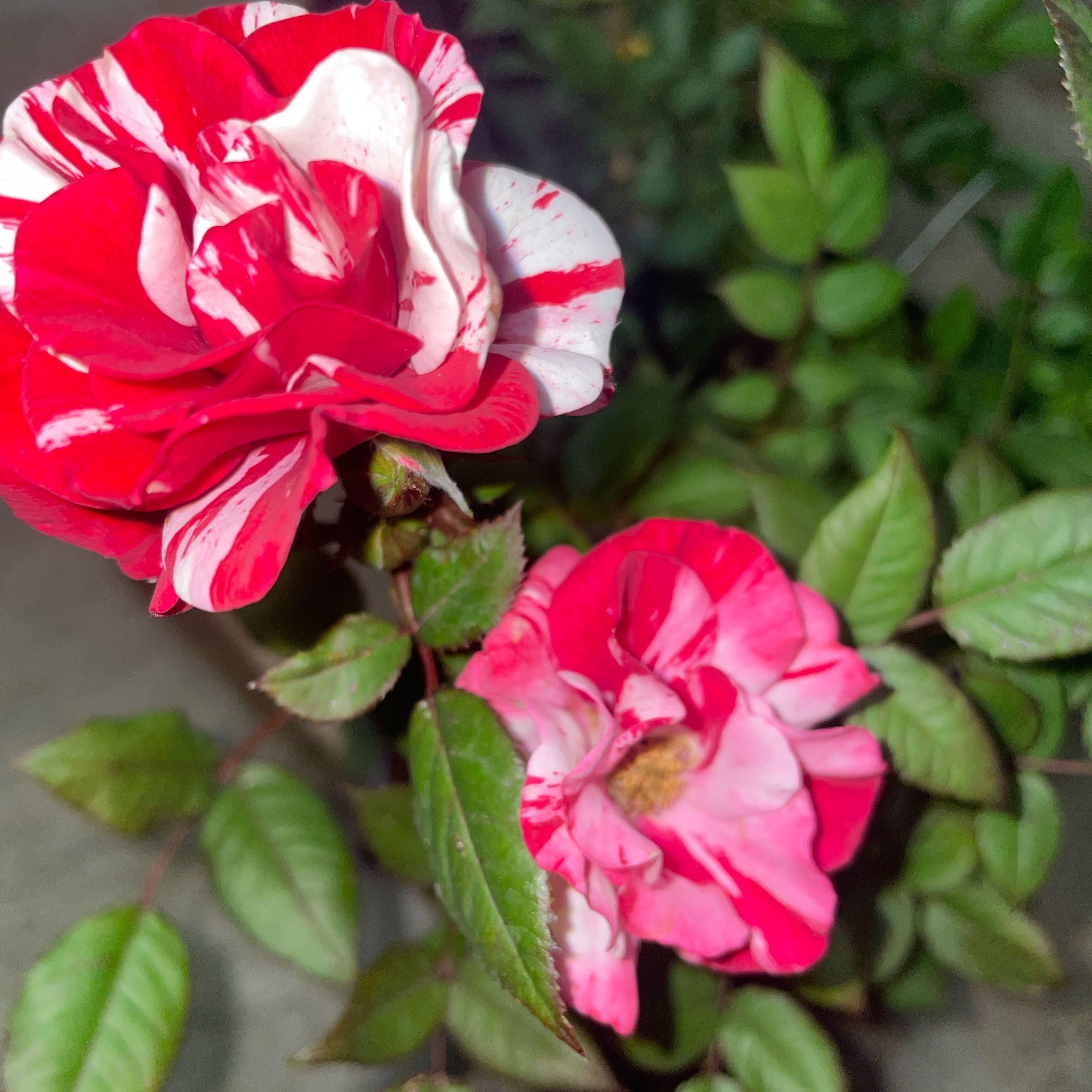 Photo of the plant species Parade Rose by @ZingCowpea41 named Walt on Greg, the plant care app