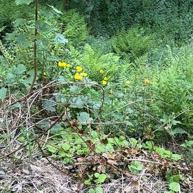 Photo of the plant species Marsh Marigold by @MusicalPeanut3 named Elina on Greg, the plant care app