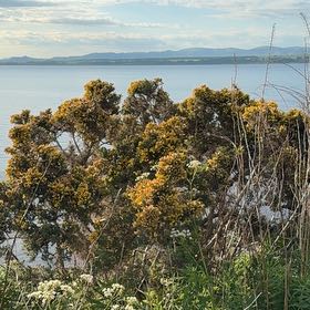 Photo of the plant species Common Gorse by @MusicalPeanut3 named Marley on Greg, the plant care app