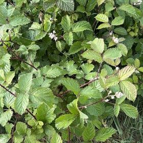 Photo of the plant species Zarzamora by @MusicalPeanut3 named Duke on Greg, the plant care app