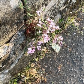 Photo of the plant species Rock Soapwort by @MusicalPeanut3 named Orlando Bloom on Greg, the plant care app