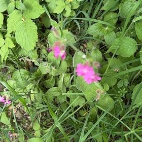 Photo of the plant species Red Campion by @MusicalPeanut3 named Curie on Greg, the plant care app