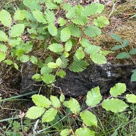Photo of the plant species Green Alder by @MusicalPeanut3 named Coco on Greg, the plant care app