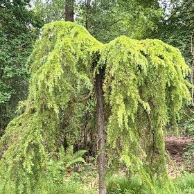 Photo of the plant species Western Hemlock by @MusicalPeanut3 named Gregarious on Greg, the plant care app
