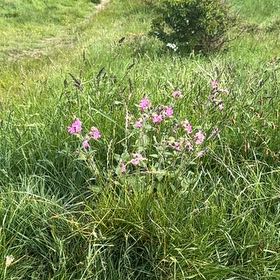 Photo of the plant species Red Campion by @MusicalPeanut3 named Sigmund on Greg, the plant care app