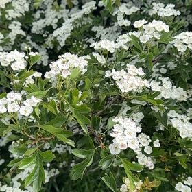 Photo of the plant species Crataegus Monogyna by @MusicalPeanut3 named Pax on Greg, the plant care app