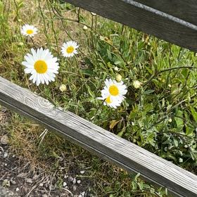 Photo of the plant species Ox-Eye Daisy by @MusicalPeanut3 named Khaleesi on Greg, the plant care app