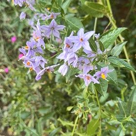 Photo of the plant species Potato Vine by @MusicalPeanut3 named Muhammad Ali on Greg, the plant care app