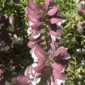 Photo of the plant species Acanthus Mollis by @MusicalPeanut3 named Bigleef Smalls on Greg, the plant care app