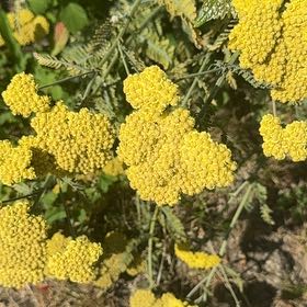 Photo of the plant species Fernleaf Yarrow by @MusicalPeanut3 named Rihanna on Greg, the plant care app