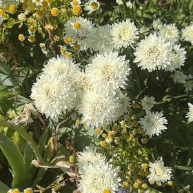 Photo of the plant species Seaside Goldenrod by @MusicalPeanut3 named Mando on Greg, the plant care app
