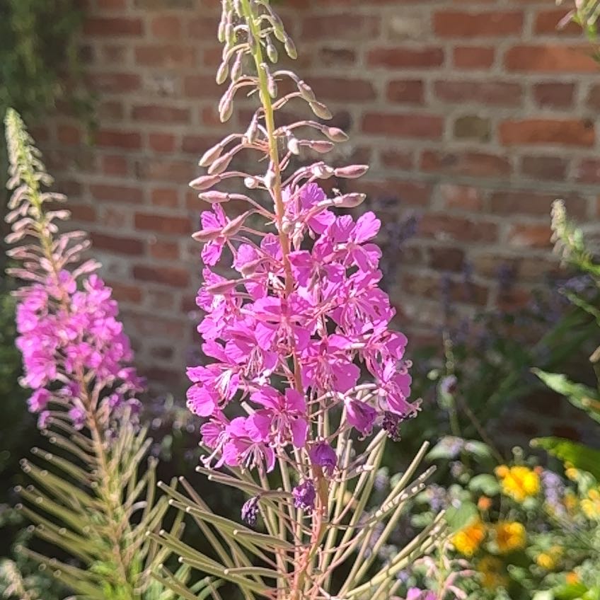 Photo of the plant species Indian Pokeweed by @MusicalPeanut3 named Rosa on Greg, the plant care app