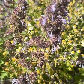 Photo of the plant species Lesser Calamint by @MusicalPeanut3 named Bruce Lee on Greg, the plant care app