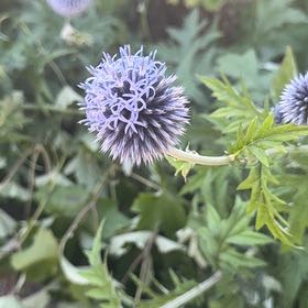 Photo of the plant species Canada Thistle by @MusicalPeanut3 named Mollie on Greg, the plant care app
