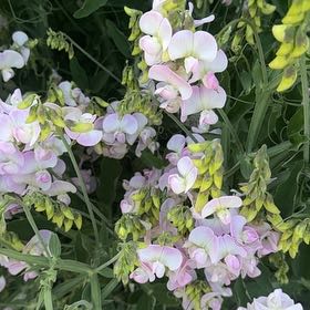 Photo of the plant species Lathyrus Latifolius by @MusicalPeanut3 named Madonna on Greg, the plant care app