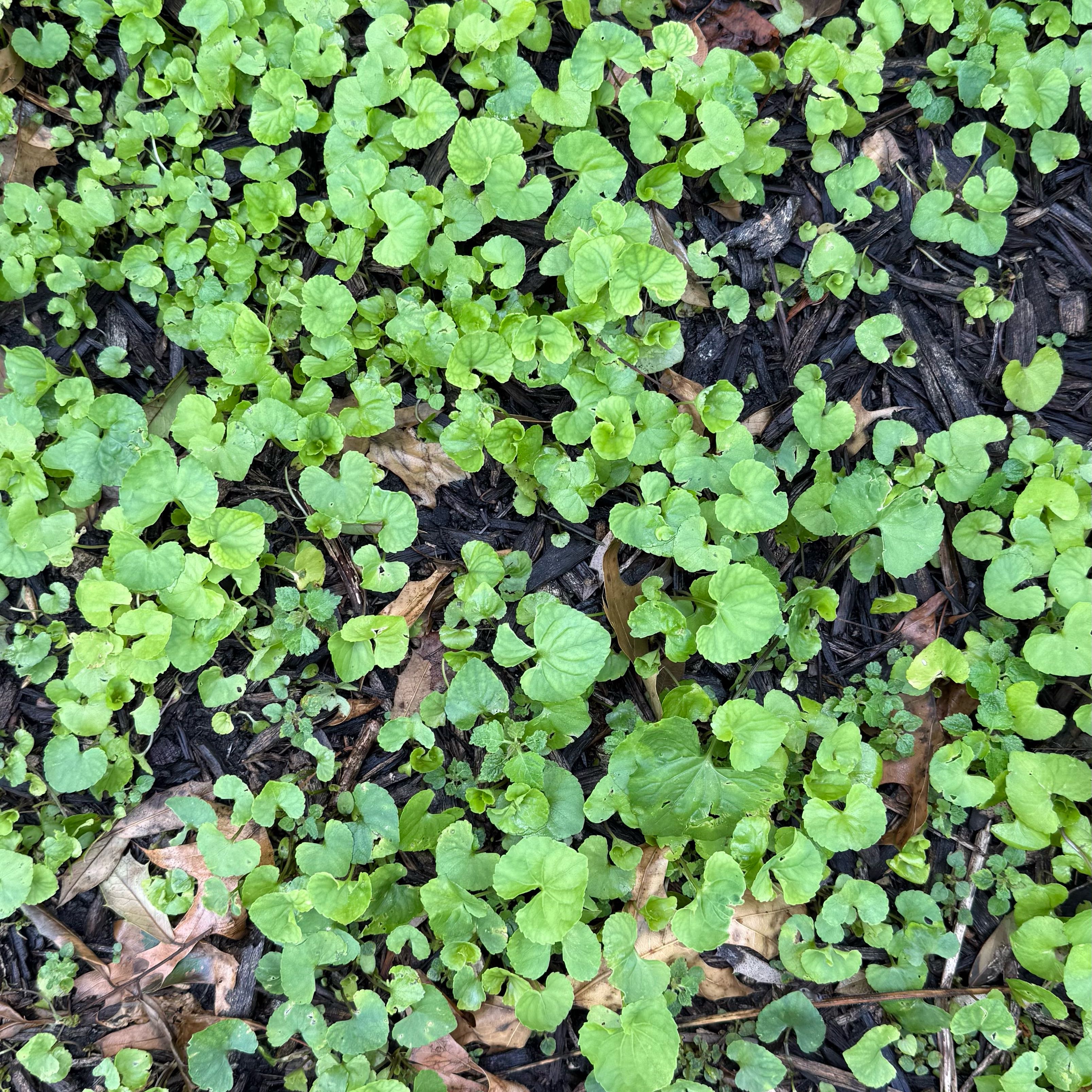 Photo of the plant species American Golden Saxifrage by @HotMugwort30 named Madonna on Greg, the plant care app
