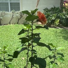 Photo of the plant species Hibiscus 'Jane Cowel' by @BestBrushcherry named Gomez on Greg, the plant care app