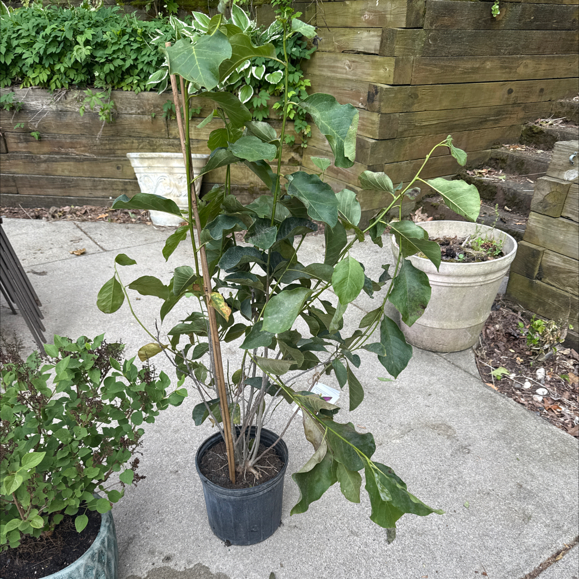 Photo of the plant species Magnolia Susan by @ProudFreesia62 named Lucia on Greg, the plant care app