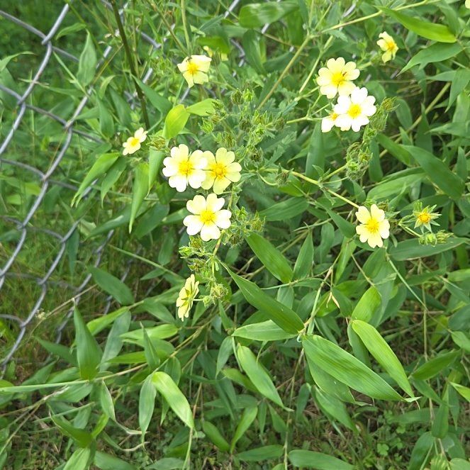 Photo of the plant species Sulphur Cinquefoil by @MajorYuzu52 named Morgan Treeman on Greg, the plant care app