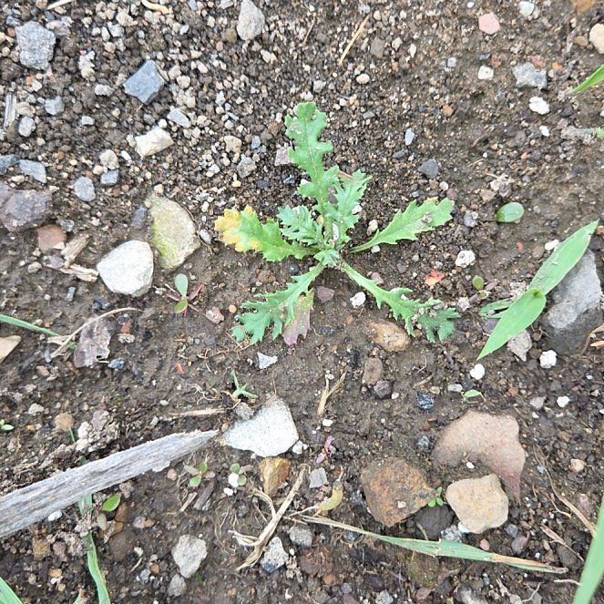 Photo of the plant species Tomatoes by @MajorYuzu52 named Sage on Greg, the plant care app