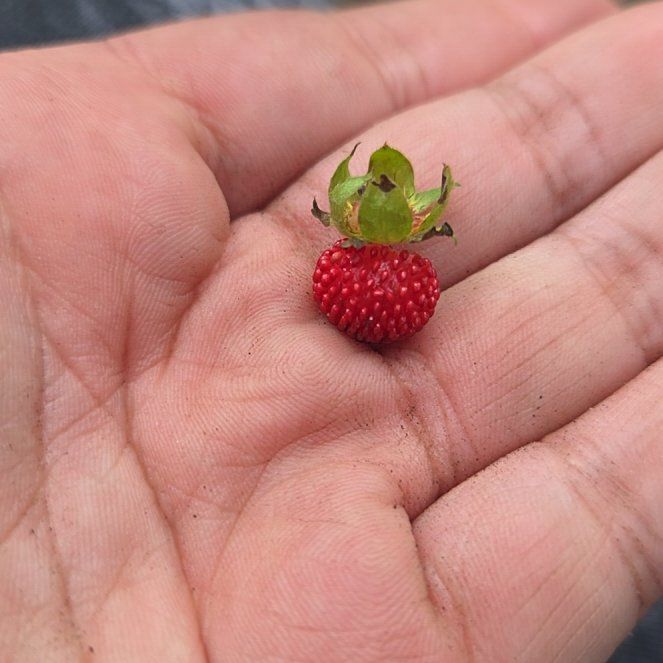 Photo of the plant species Mock Strawberry by @MajorYuzu52 named Zion on Greg, the plant care app