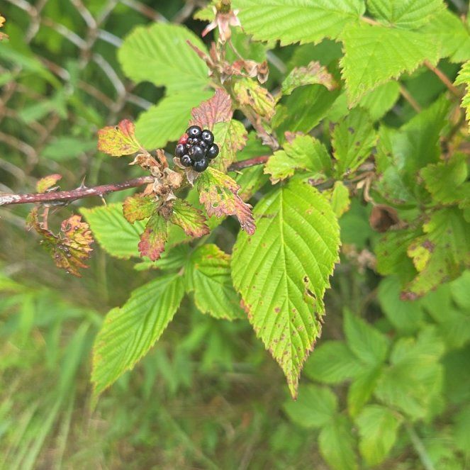 Photo of the plant species Rubus Allegheniensis by @MajorYuzu52 named Sol on Greg, the plant care app