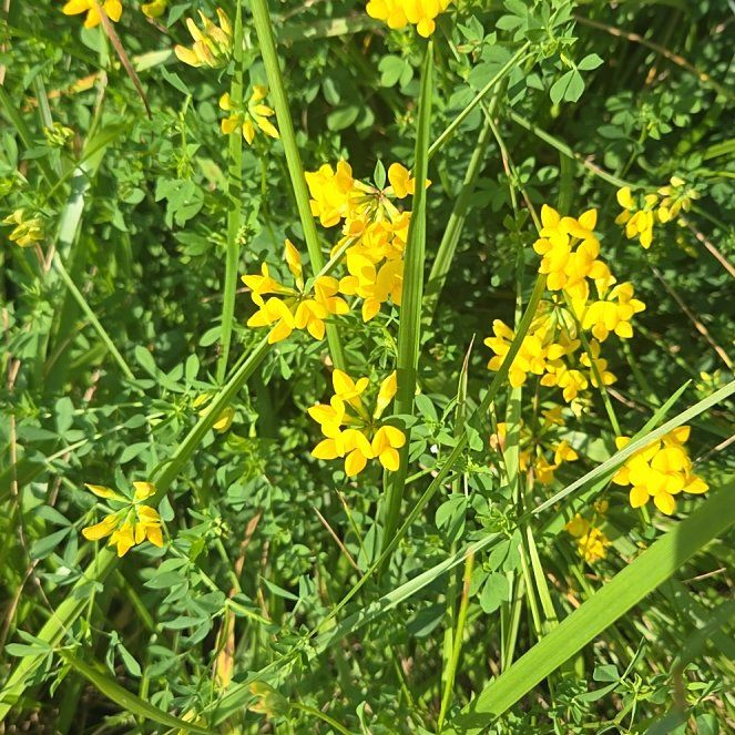 Photo of the plant species Common Bird's-Foot-Trefoil by @MajorYuzu52 named Gomez on Greg, the plant care app