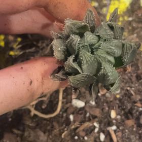 Photo of the plant species Haworthia decipiens var. decipiens by @Isscca named Stella on Greg, the plant care app