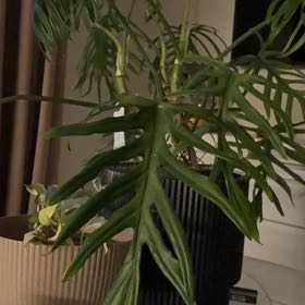 Photo of the plant species Skeleton Key Plant by @PositiveMum11 named Trixi on Greg, the plant care app