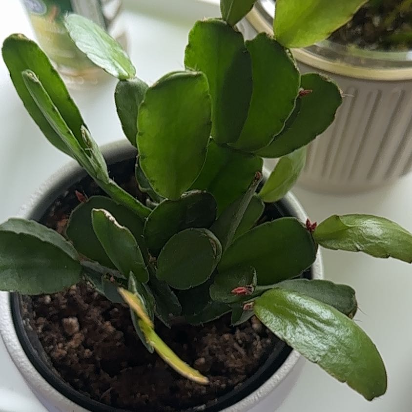 Photo of the plant species Spring Cactus by @SlickEnglishyew named Kardashian on Greg, the plant care app