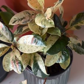 Photo of the plant species shivereana moonshine by @SlickEnglishyew named Rosa on Greg, the plant care app