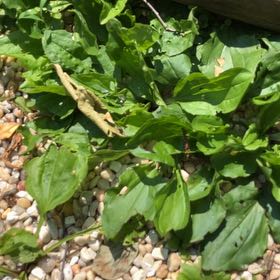Photo of the plant species Snakeshead by @GemClusia44 named Clooney on Greg, the plant care app