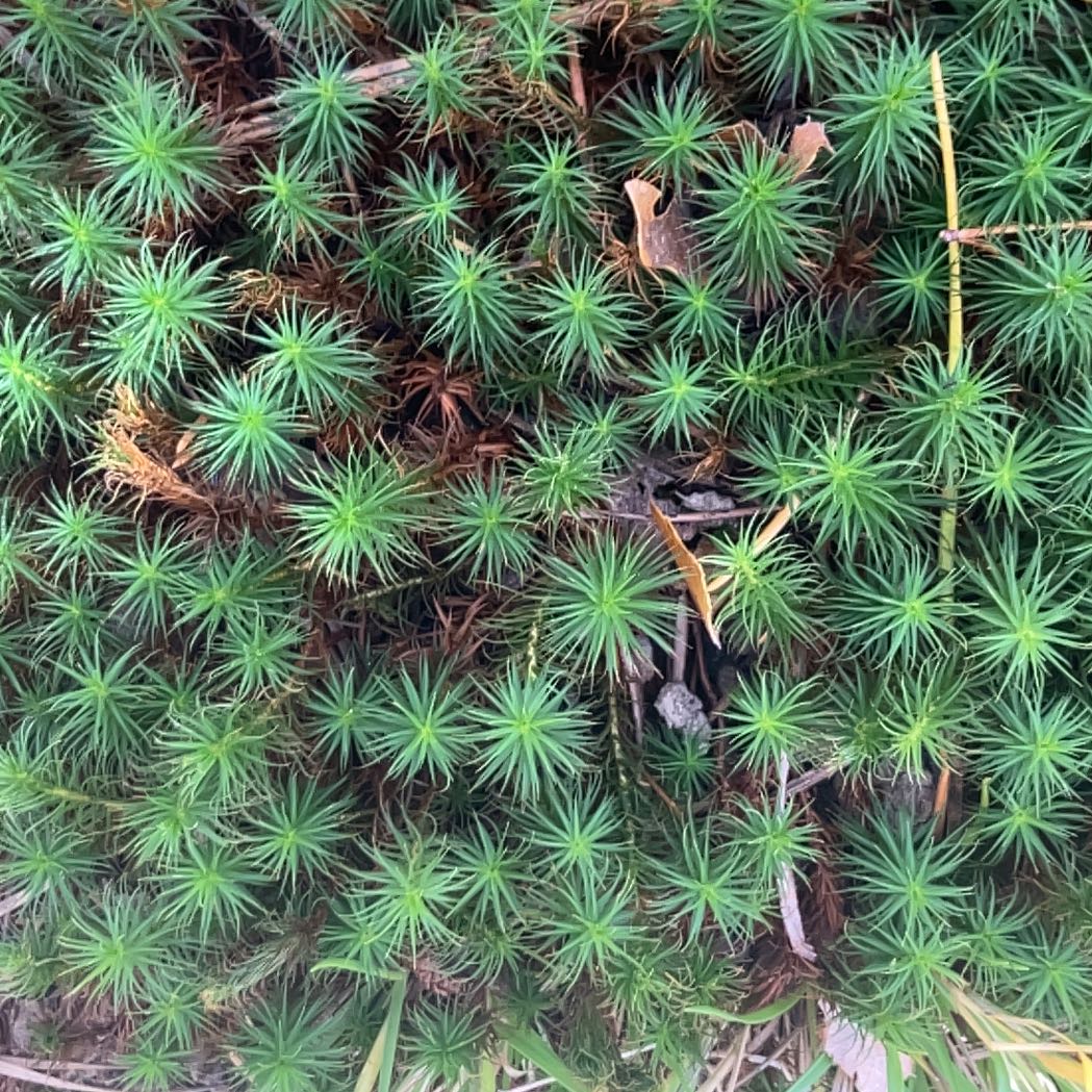 Photo of the plant species Jensen's Polytrichum Moss by @GemClusia44 named Kylie on Greg, the plant care app