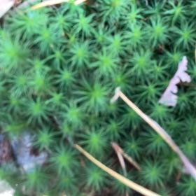 Photo of the plant species Jensen's Polytrichum Moss by @GemClusia44 named Emerson on Greg, the plant care app