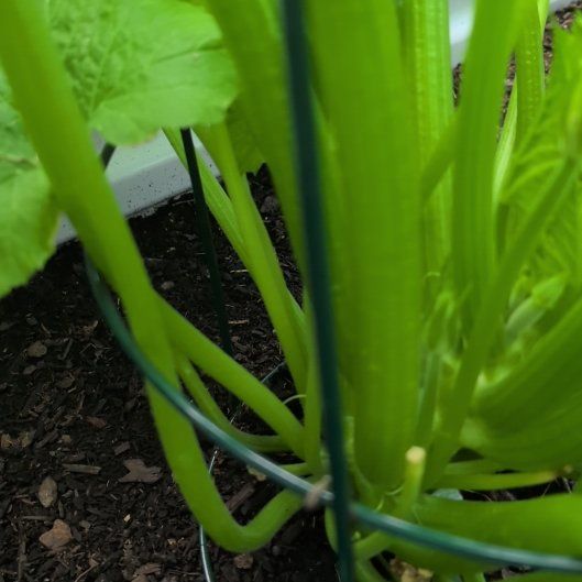 Photo of the plant species Black Zucchini by @SharpRemuremu40 named Achilles on Greg, the plant care app