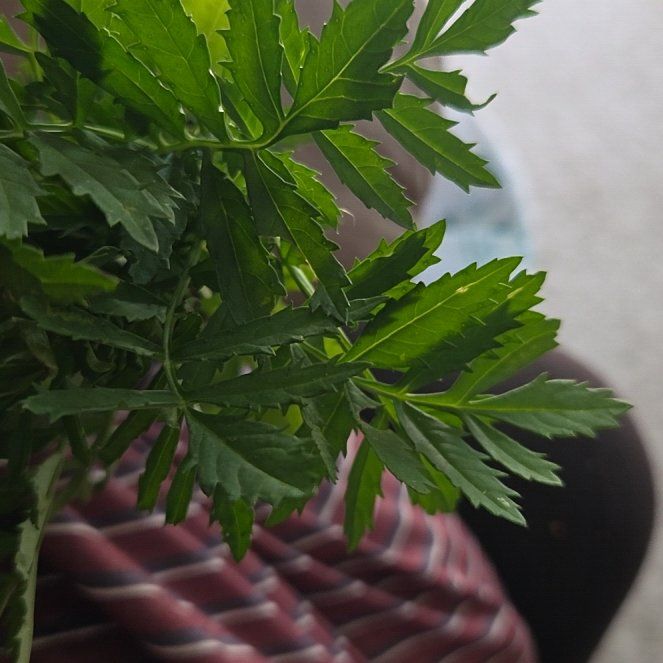 Photo of the plant species Water Dropwort by @SharpGreen0 named Gregarious on Greg, the plant care app