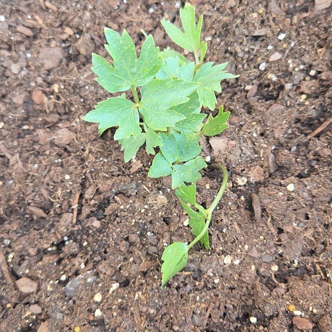 Photo of the plant species Lovage by @SharpGreen0 named Leonardo on Greg, the plant care app