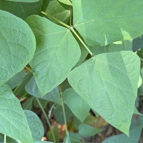 Photo of the plant species Runner Bean by @MerryAraceae43 named Drake on Greg, the plant care app