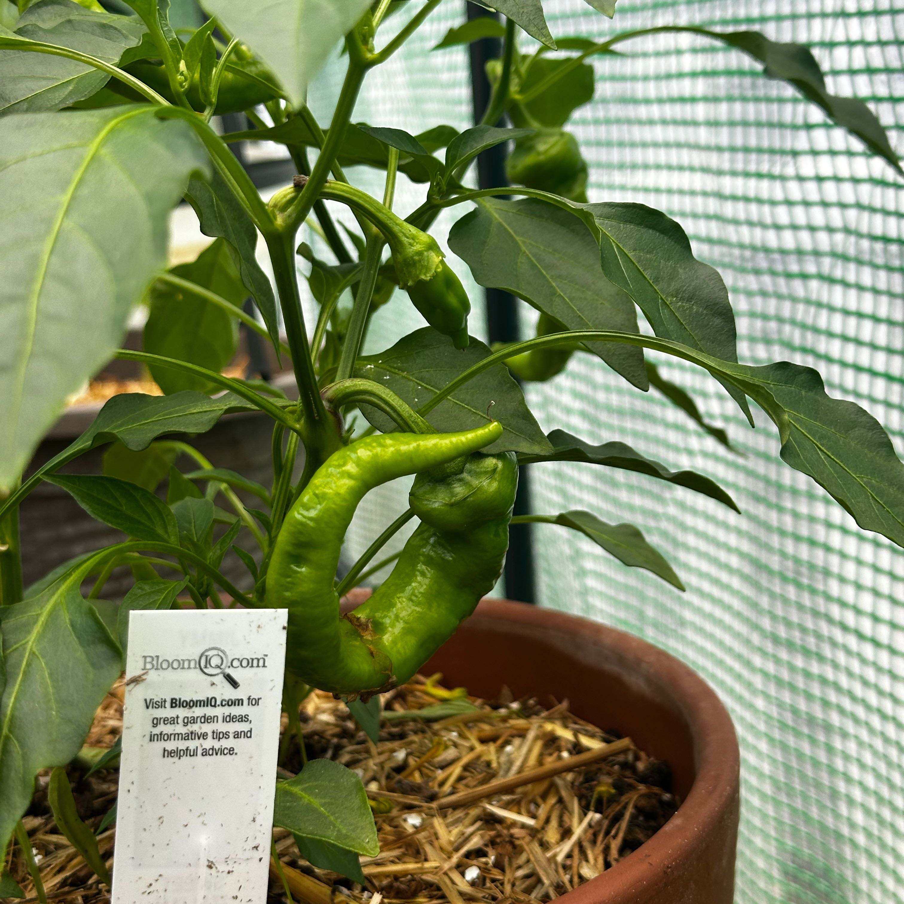 Photo of the plant species Sweet Italian Pepper by @EpitomeAirplant named Darwin on Greg, the plant care app