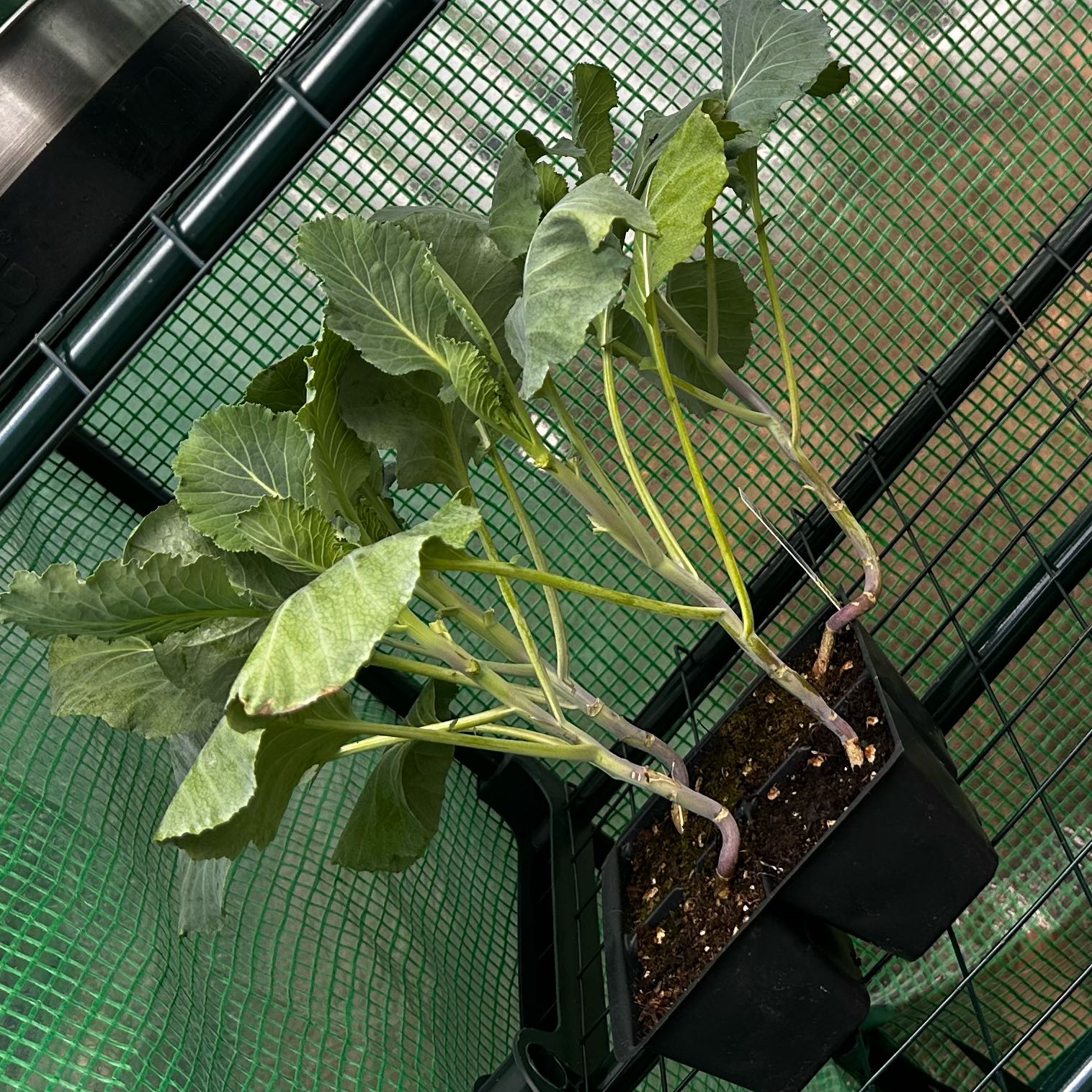 Photo of the plant species Collard Greens by @EpitomeAirplant named Mochi on Greg, the plant care app