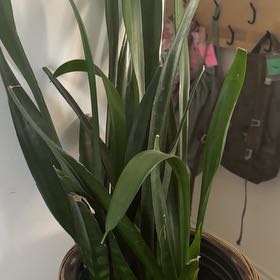 Photo of the plant species Snake Plant Silver Queen by @SnappyFreesia62 named Austen on Greg, the plant care app