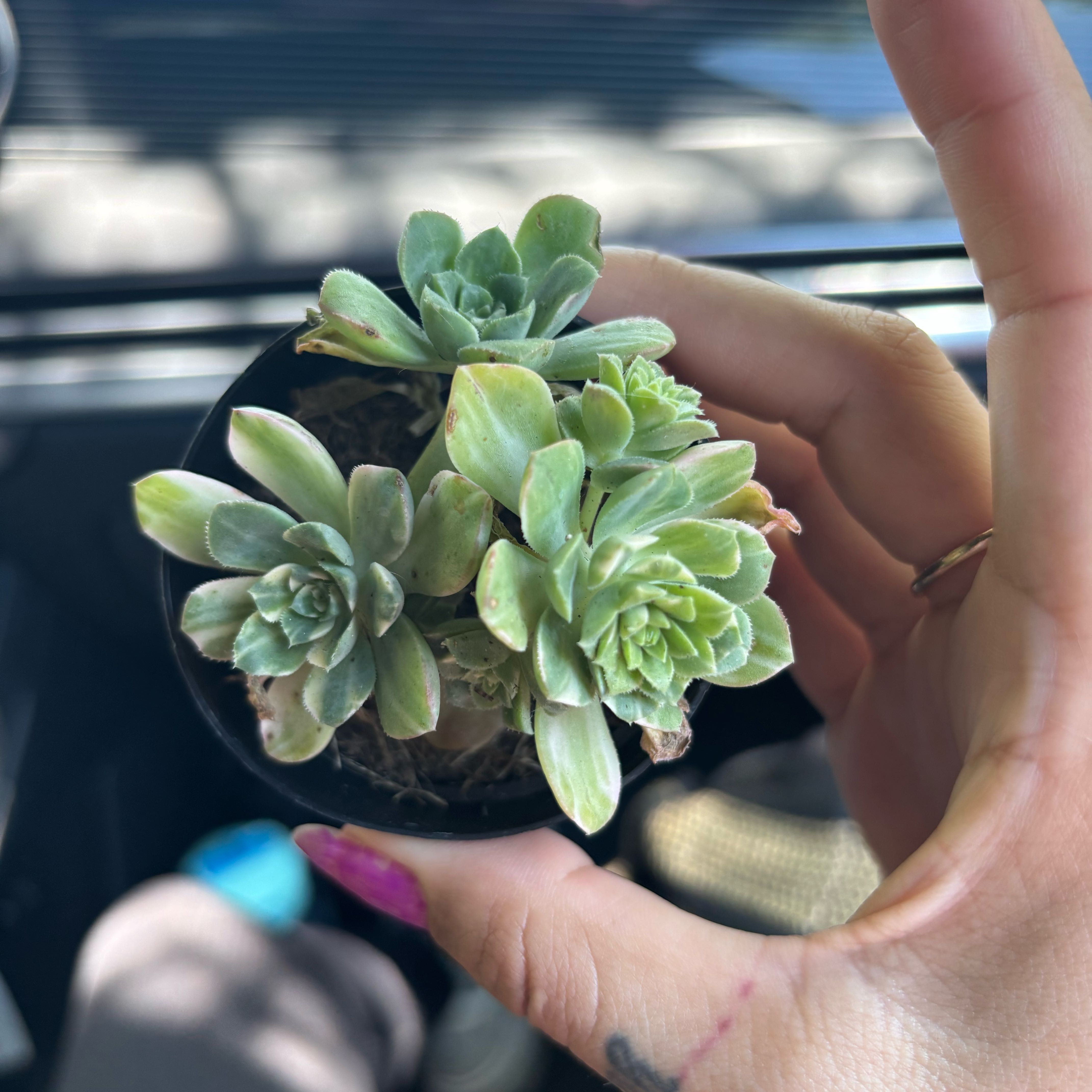 Photo of the plant species aeomium by @UberPinkpoui97 named Khaleesi on Greg, the plant care app