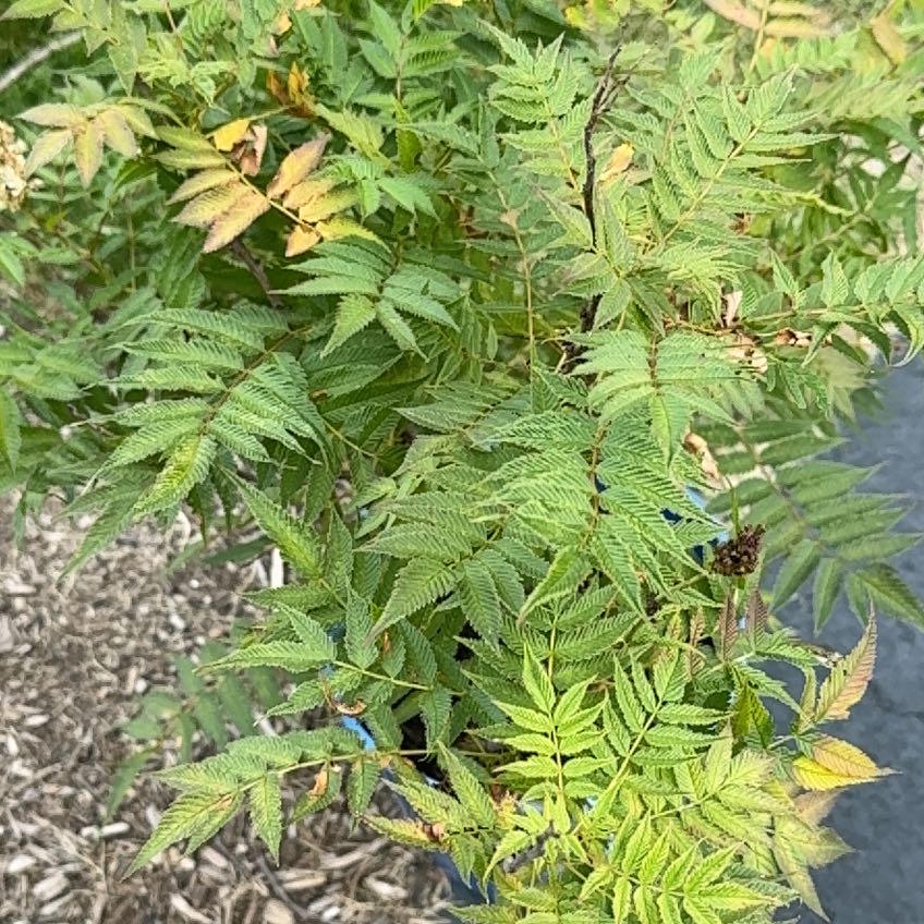 Photo of the plant species False Spiraea by @FamousNoni64 named Surya on Greg, the plant care app