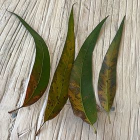 Photo of the plant species Lemon-Scented Gum Tree by @AmiableEspicia0 named Sproutacus on Greg, the plant care app