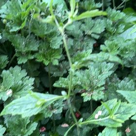 Photo of the plant species Wood Avens by @WhollyGoatweed named Diana on Greg, the plant care app