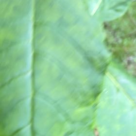 Photo of the plant species Big-Leaf Magnolia by @WhollyGoatweed named Rosa on Greg, the plant care app