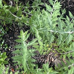 Photo of the plant species Golden Buttons by @WhollyGoatweed named Willow on Greg, the plant care app