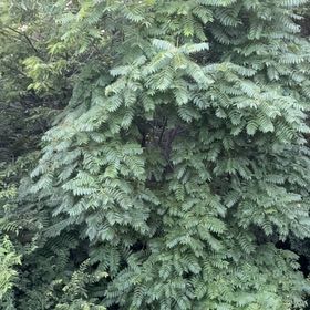 Photo of the plant species Tipa by @WhollyGoatweed named Dolores on Greg, the plant care app