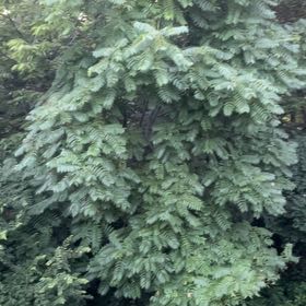 Photo of the plant species Tipa by @WhollyGoatweed named Huckleberry Fern on Greg, the plant care app