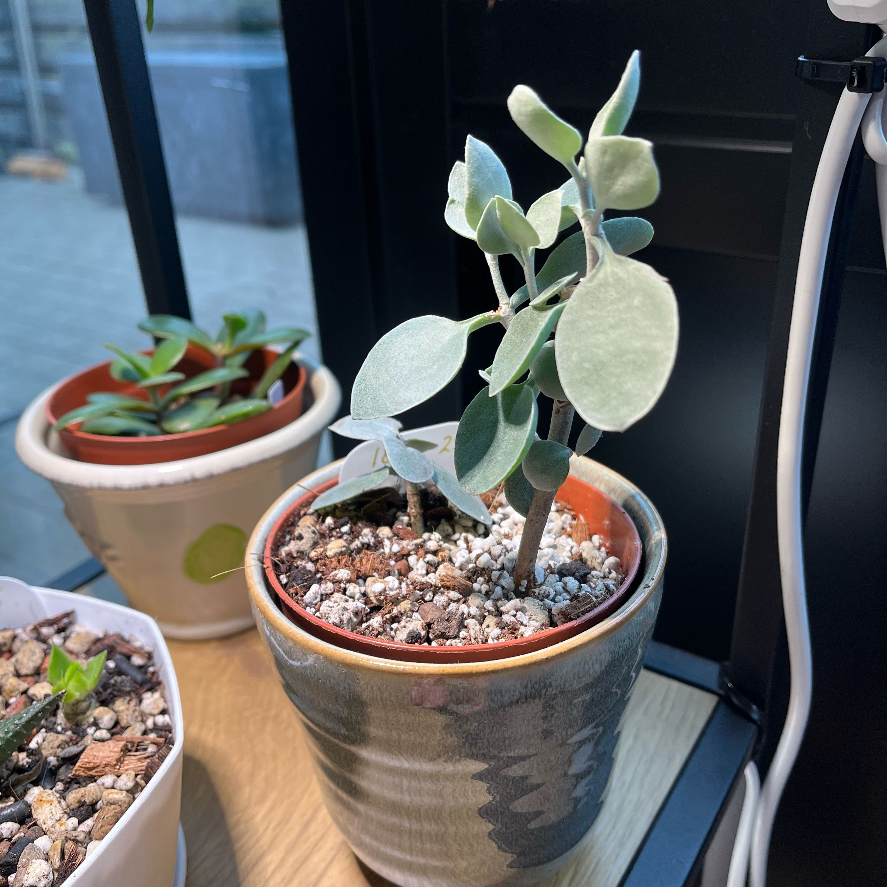 Photo of the plant species Silver Teaspoons by @EnduringCowpea named Lola on Greg, the plant care app
